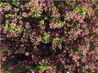 81a540d2-20170522 Ri escallonia.jpg